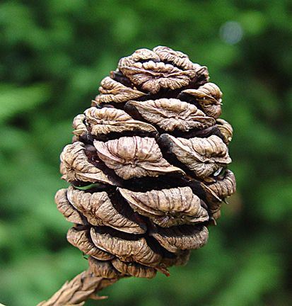 Giant Sequoia seed