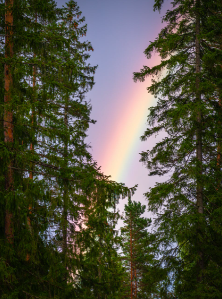 Tall trees with a rainbow between them.