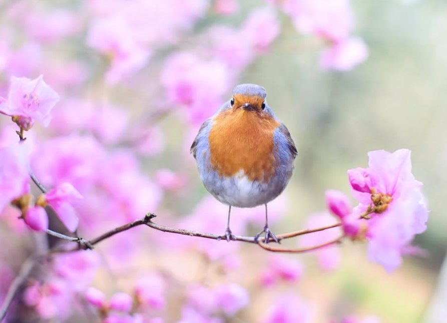 bird in flowering tree
